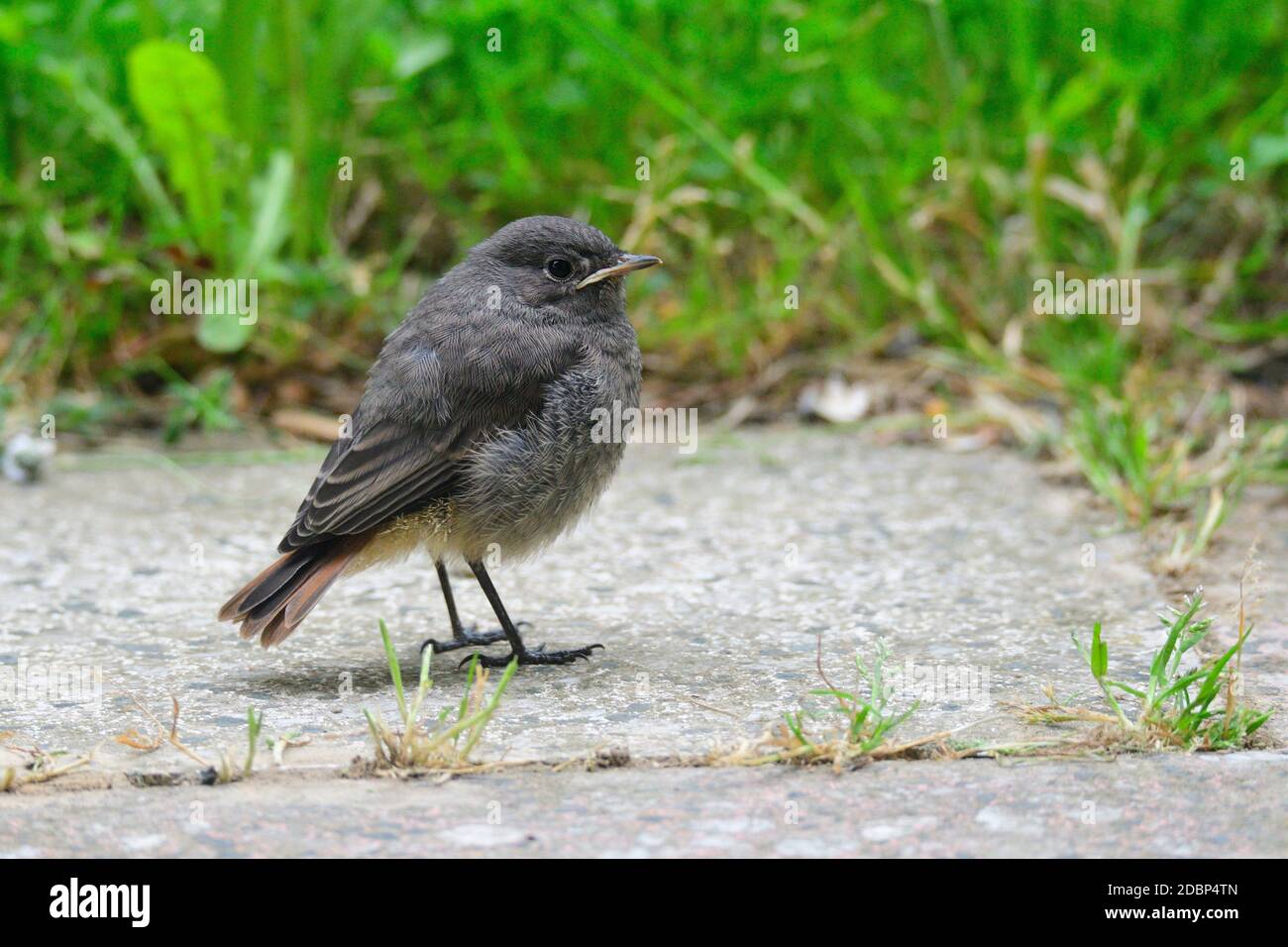 Jungvögel phoenicurus ochruros stehen in einem Garten Stockfoto