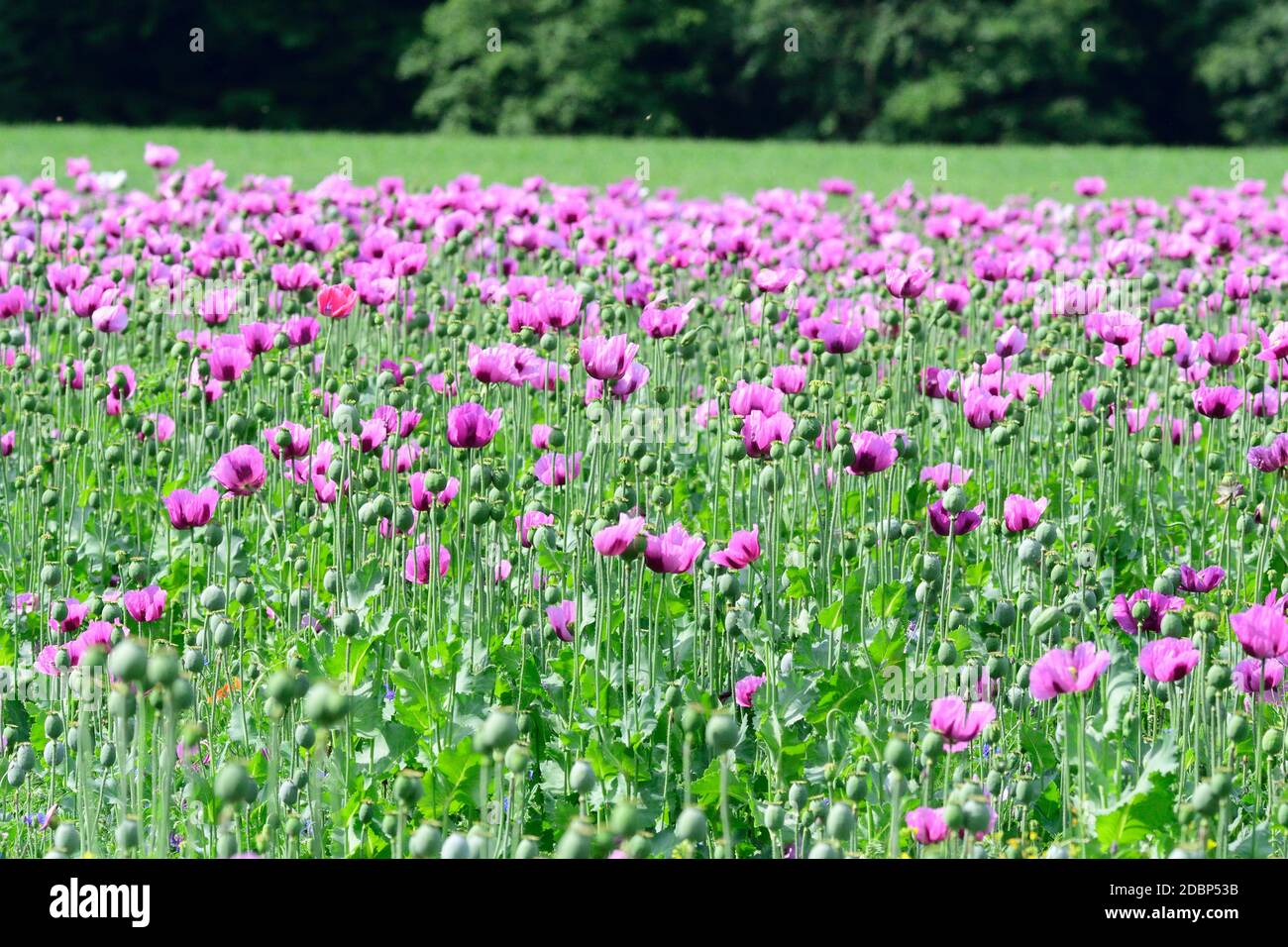 Papaver Somniferum Feld, lila Mohnblumen, violette Wiese Stockfoto