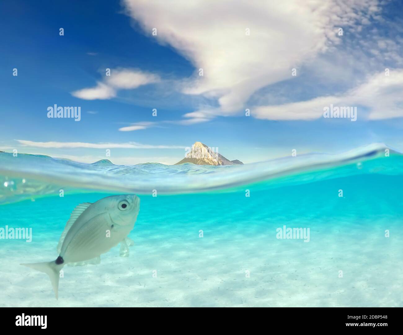 Türkisfarbenes Meer mit Blick unter Wasser, tropisches Meer mit Insel und Fisch Stockfoto