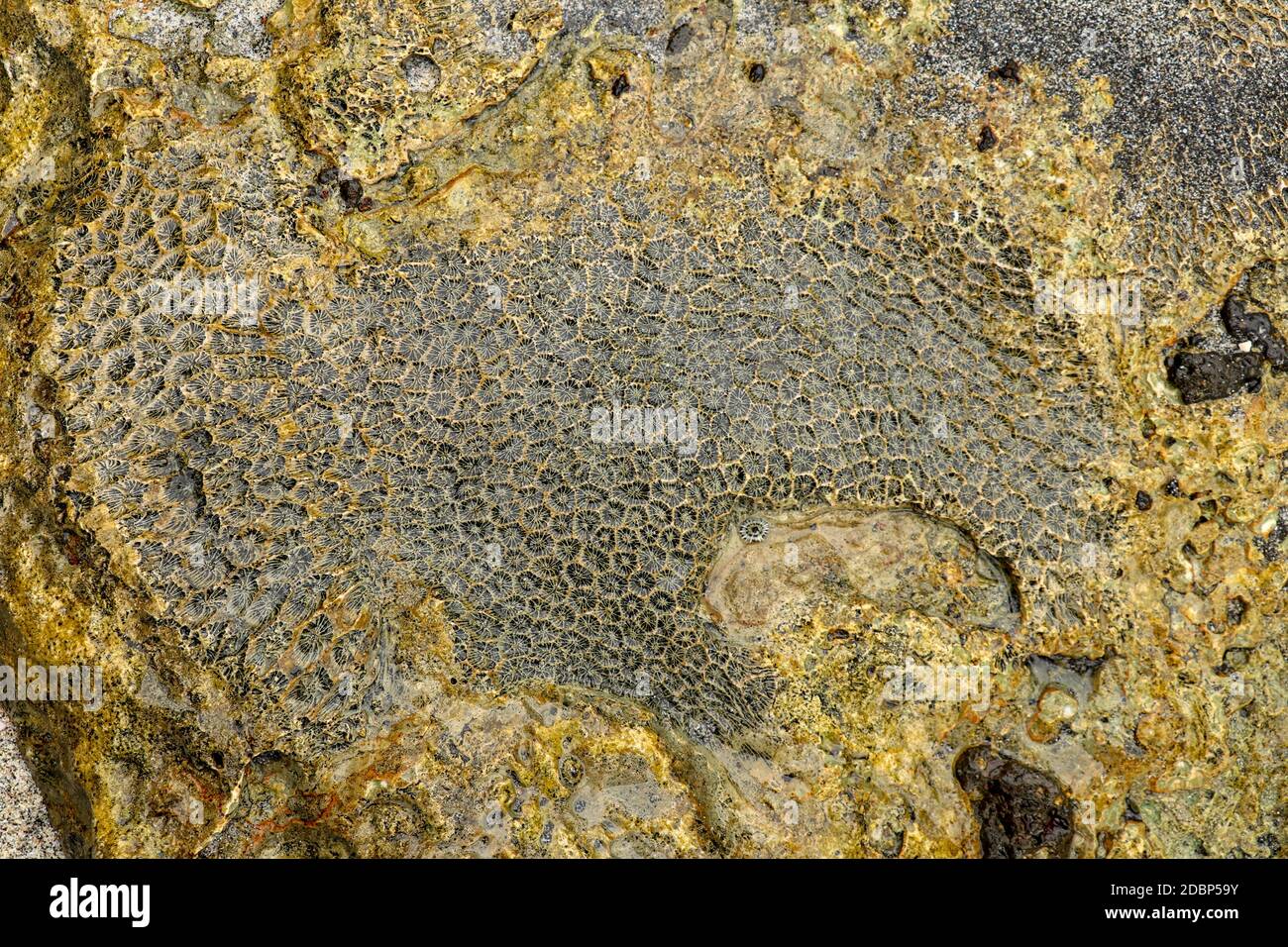 Fossiles Meerestier an der Küste des Indischen Ozeans, Bali, Indonesien. Struktur von Korallen Fossil von gelb schwarz Farbe. Wasser in kleinen Aussparungen von Korallen Stockfoto