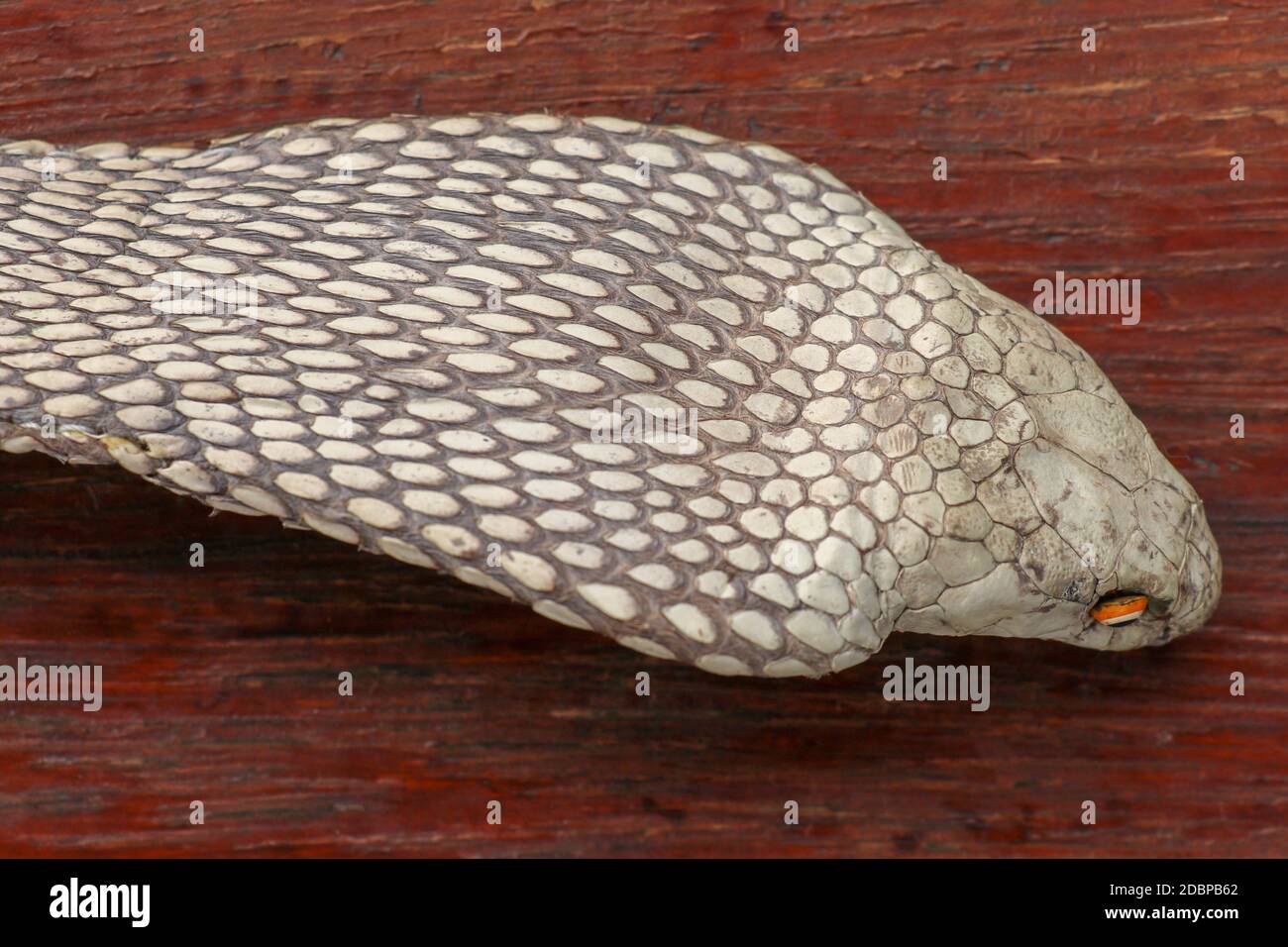 Ein Nahaufnahme Kopf einer König Cobra. Gebräunte Haut von Ophiophagus hannah. Gürtel der giftigsten Schlange auf Bali in Indonesien. Produkt aus Leder Stockfoto