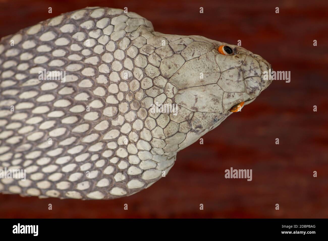 Ein Nahaufnahme Kopf einer König Cobra. Gebräunte Haut von Ophiophagus hannah. Gürtel der giftigsten Schlange auf Bali in Indonesien. Produkt aus Leder Stockfoto