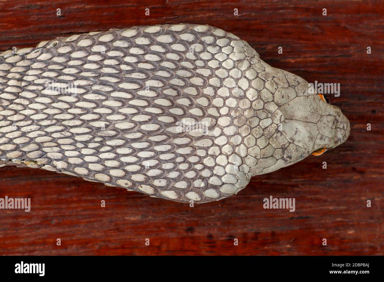 Ein Nahaufnahme Kopf einer König Cobra. Gebräunte Haut von Ophiophagus hannah. Gürtel der giftigsten Schlange auf Bali in Indonesien. Produkt aus Leder Stockfoto