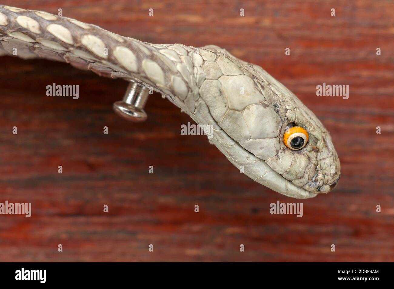 Ein Nahaufnahme Kopf einer König Cobra. Gebräunte Haut von Ophiophagus hannah. Gürtel der giftigsten Schlange auf Bali in Indonesien. Produkt aus Leder Stockfoto