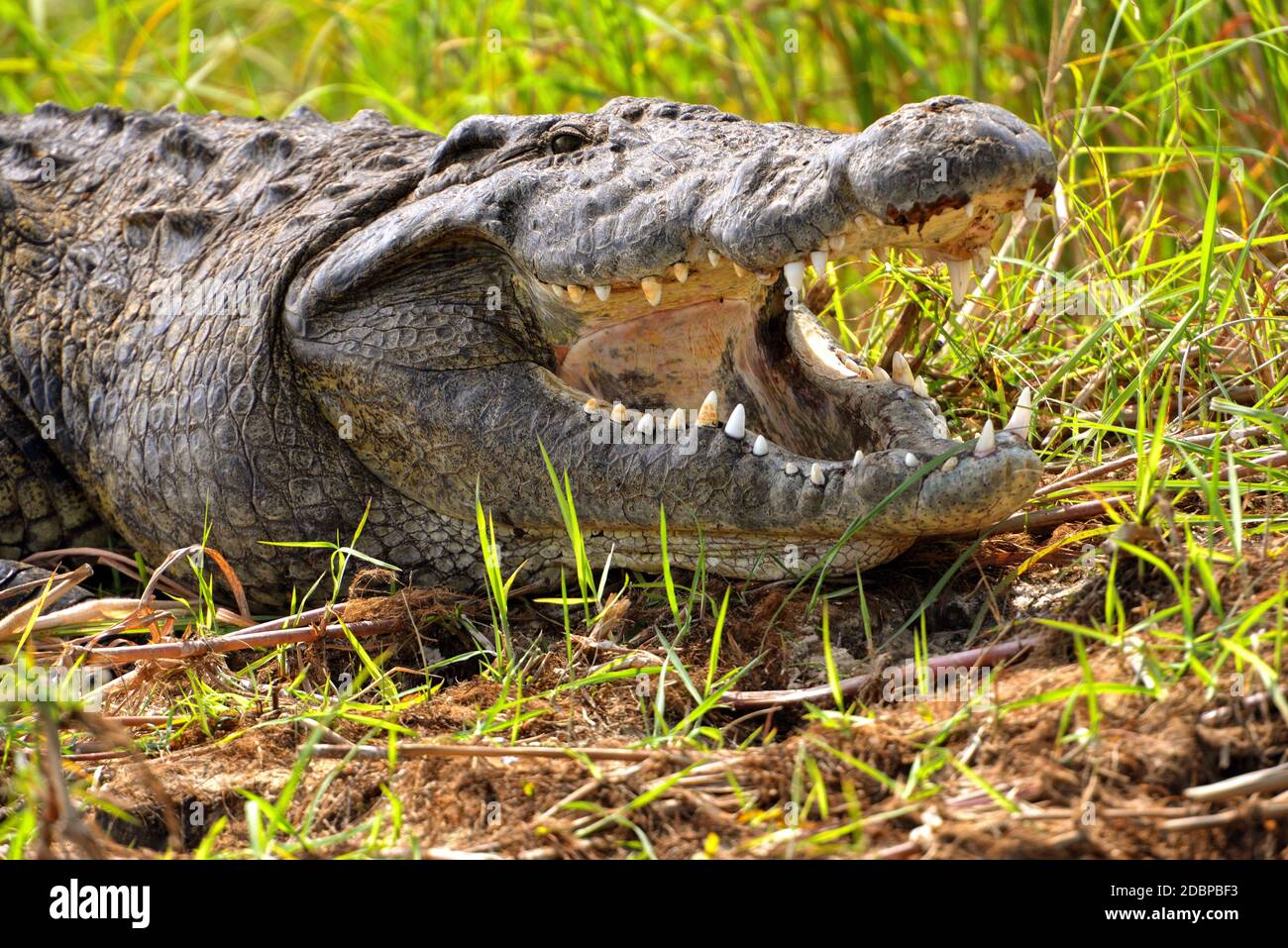 Krokodil am Okavango-Fluss in Botswana Stockfoto