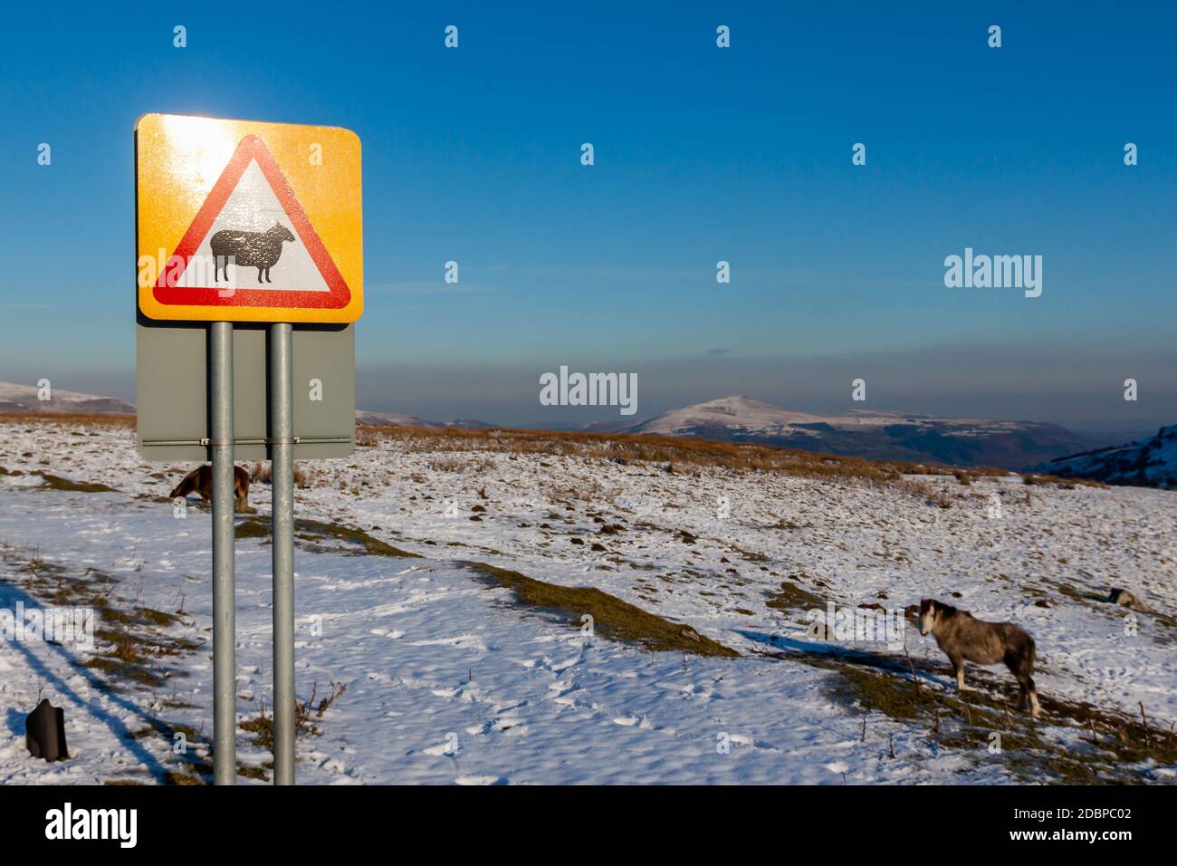 Wildes Pony in einer verschneiten Landschaft neben einem Straßenschild Warnung Fahrer von wilden Tieren auf der Straße Stockfoto