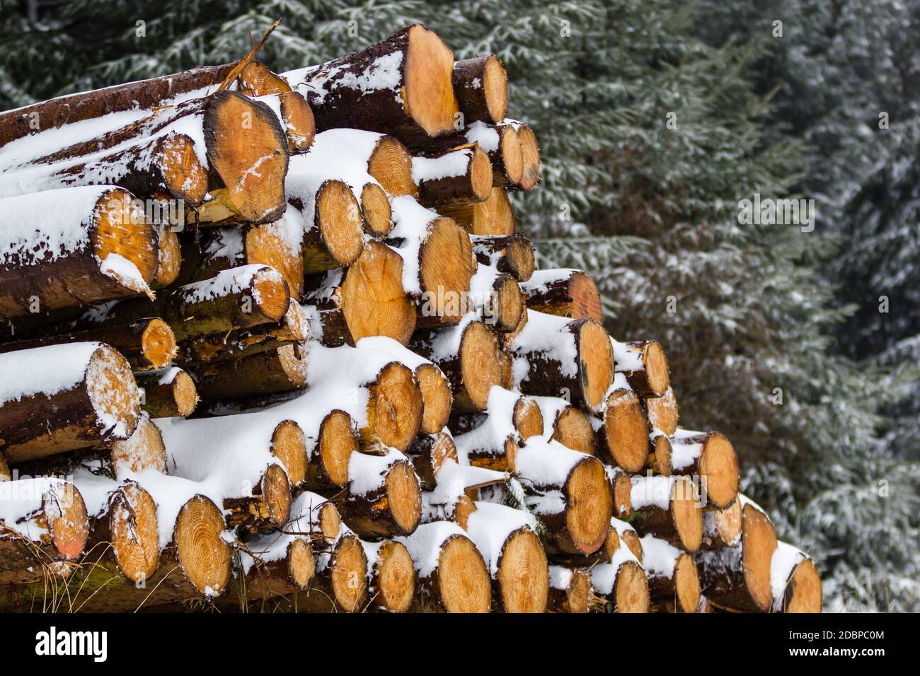 Haufen frisch geschnittener, schneebedeckter Baumstämme in einem Wald Im Winter Stockfoto