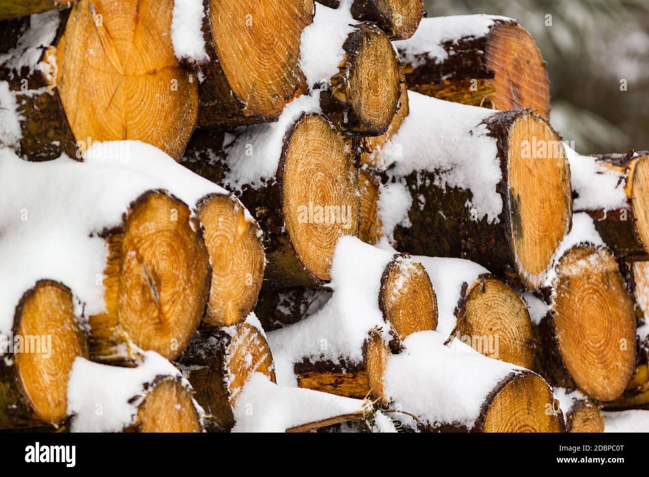 Haufen frisch geschnittener, schneebedeckter Baumstämme in einem Wald Im Winter Stockfoto