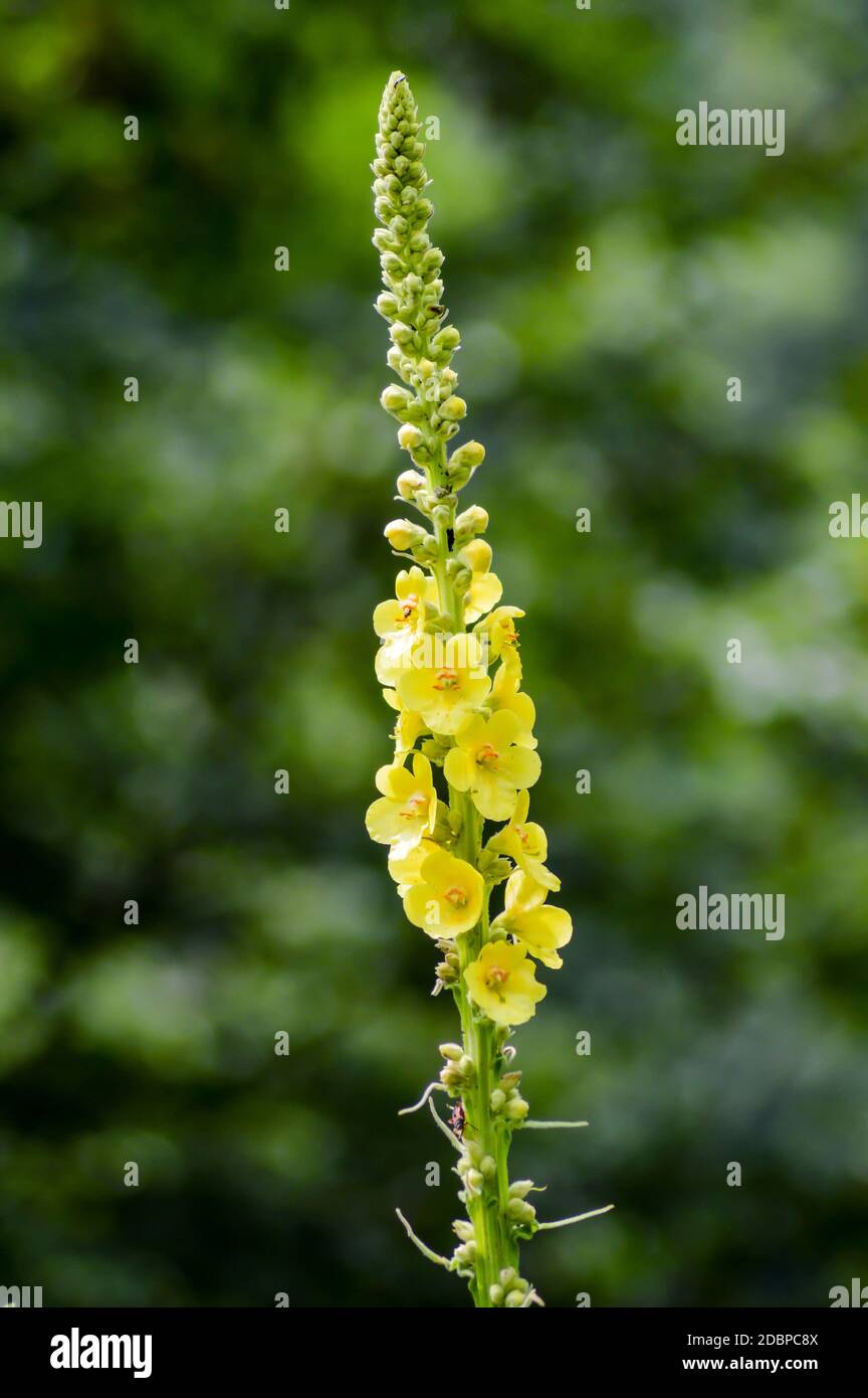 Nahaufnahme von Reseda luteola, bekannt als Färberrakete, Färberkraut, Löt, Holz und Gelbkraut Stockfoto