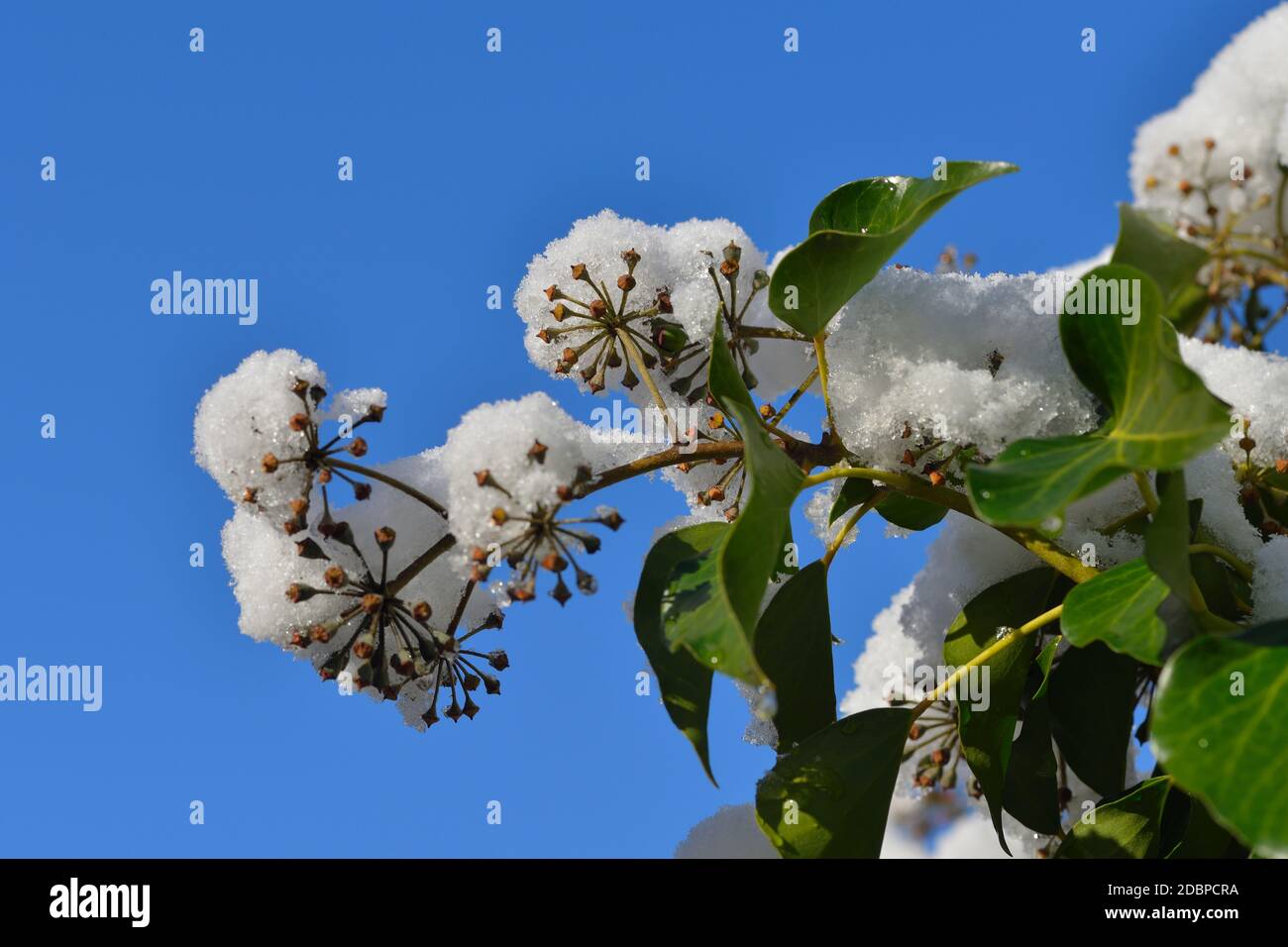 Hedera Helix, der Efeu im Winter Stockfoto