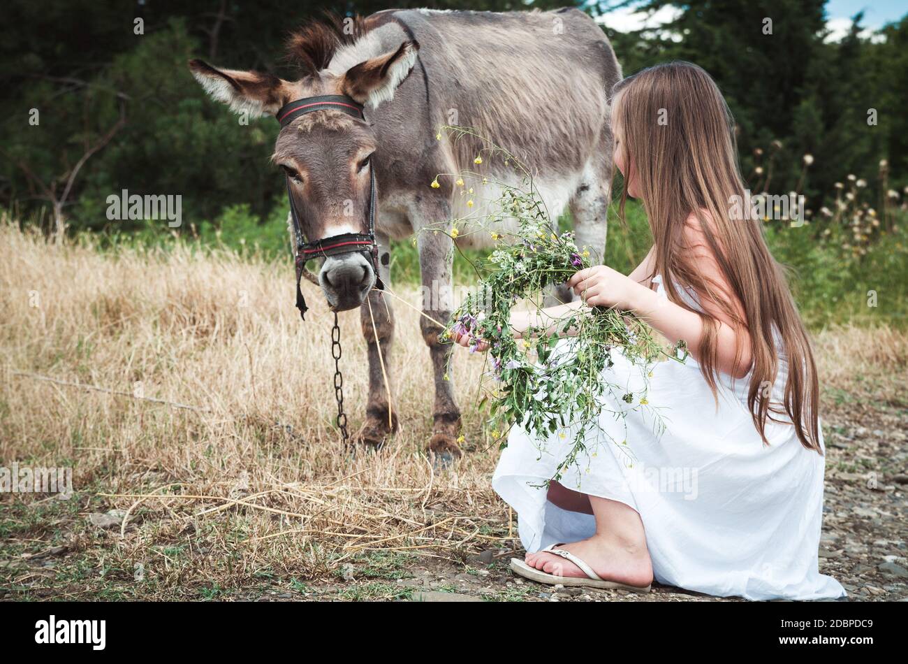 Kleines Mädchen, das den Esel füttert Stockfoto
