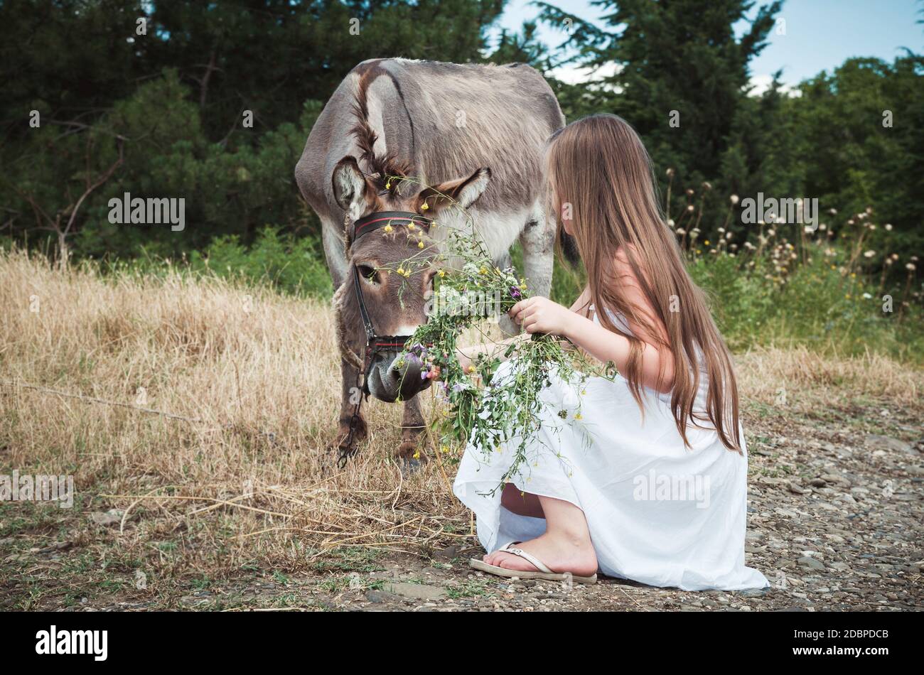 Kleines Mädchen, das den Esel füttert Stockfoto
