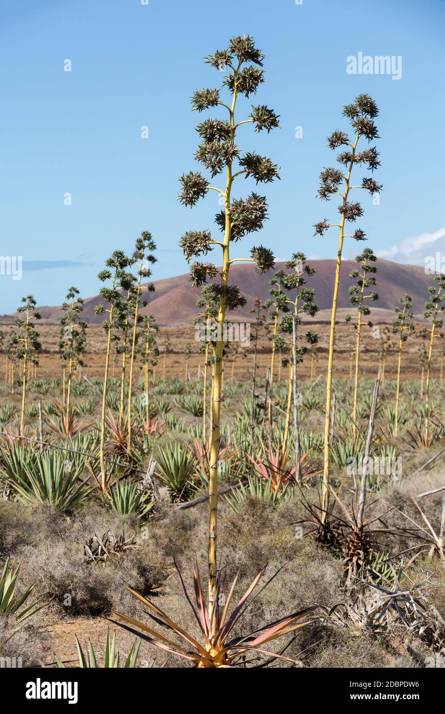 Plantage von Heilpflanze Aloe Vera auf Fuerteventura. Kanarische Inseln.  Spanien Stockfotografie - Alamy