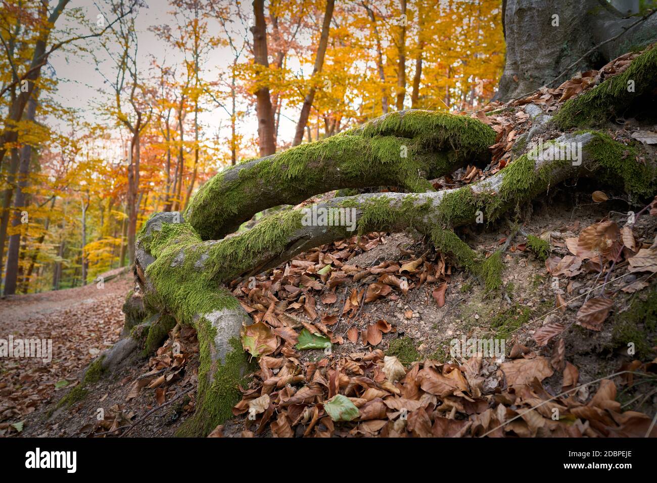 Baumwurzeln auf einem Wanderweg im Herbstwald bei Karlsbad in der Tschechischen Republik Stockfoto