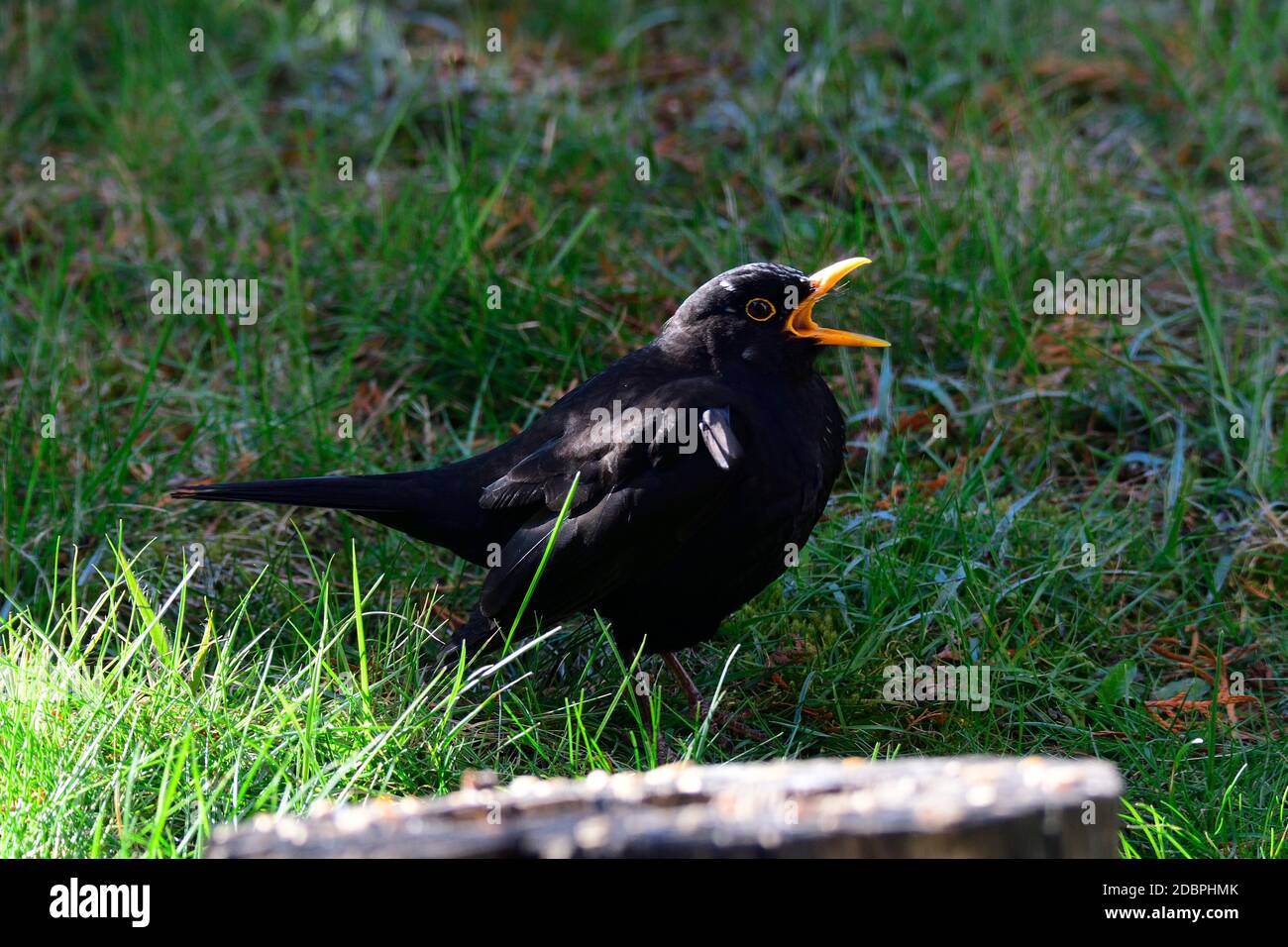 Männliche Amsel Stockfoto