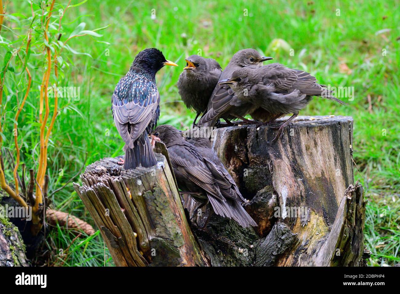 Junge gewöhnliche Stare warten auf Nahrung Stockfoto