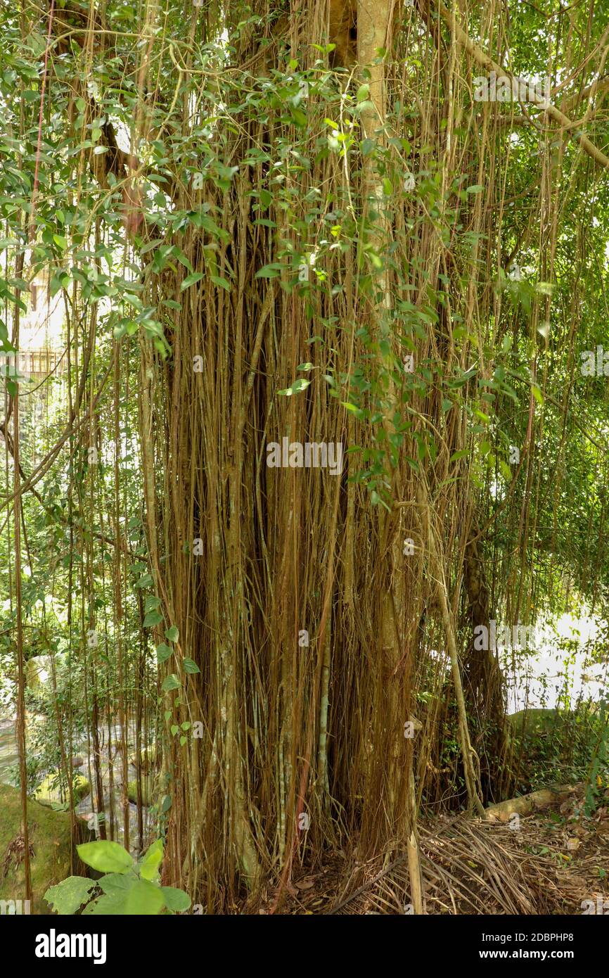 Ficus Elastica bedeckt mit langen Lianen im Regenwald. Gummibeine oder  Gummibauch im Gunung Kawi Royal Tomb Valley. Gummibaum, Gummipflanze, Indi  Stockfotografie - Alamy