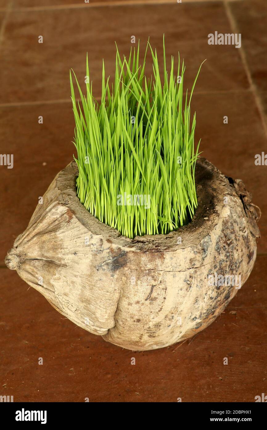 Pflanzen Sprout in Earth Day. Ein Bündel junger Reispflanzen in einem natürlichen Topf aus alter trockener Kokosnuss. Ein neues Leben in Form von Reissämlingen. F Stockfoto