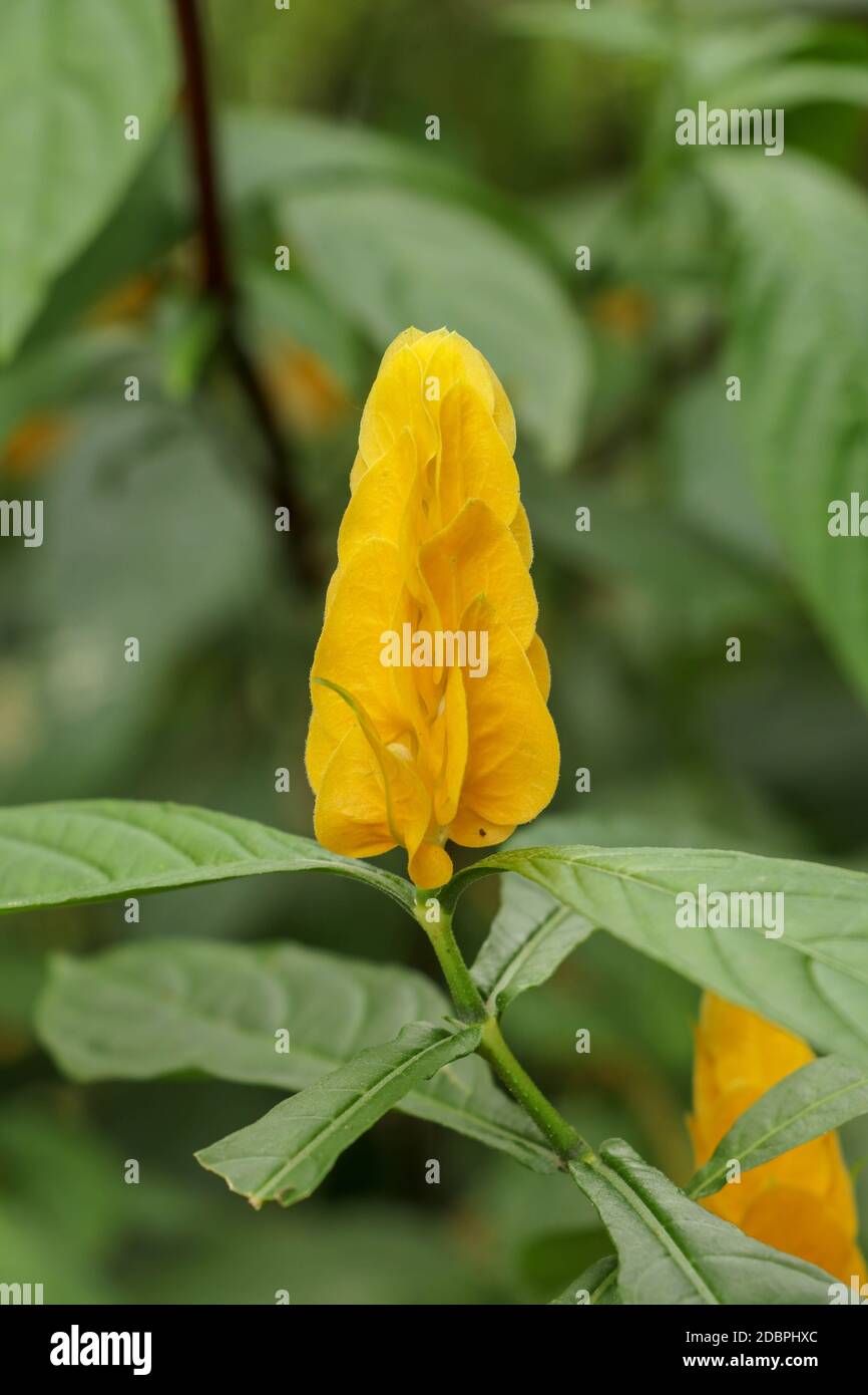 Eine Nahaufnahme der ausgeprägten gelben Blütenblätter der Pachystachys lutea Pflanze oder Golden Candle. Lollipop Plant und Golden Shrimp Plant. Gelbe Farbe des Th Stockfoto