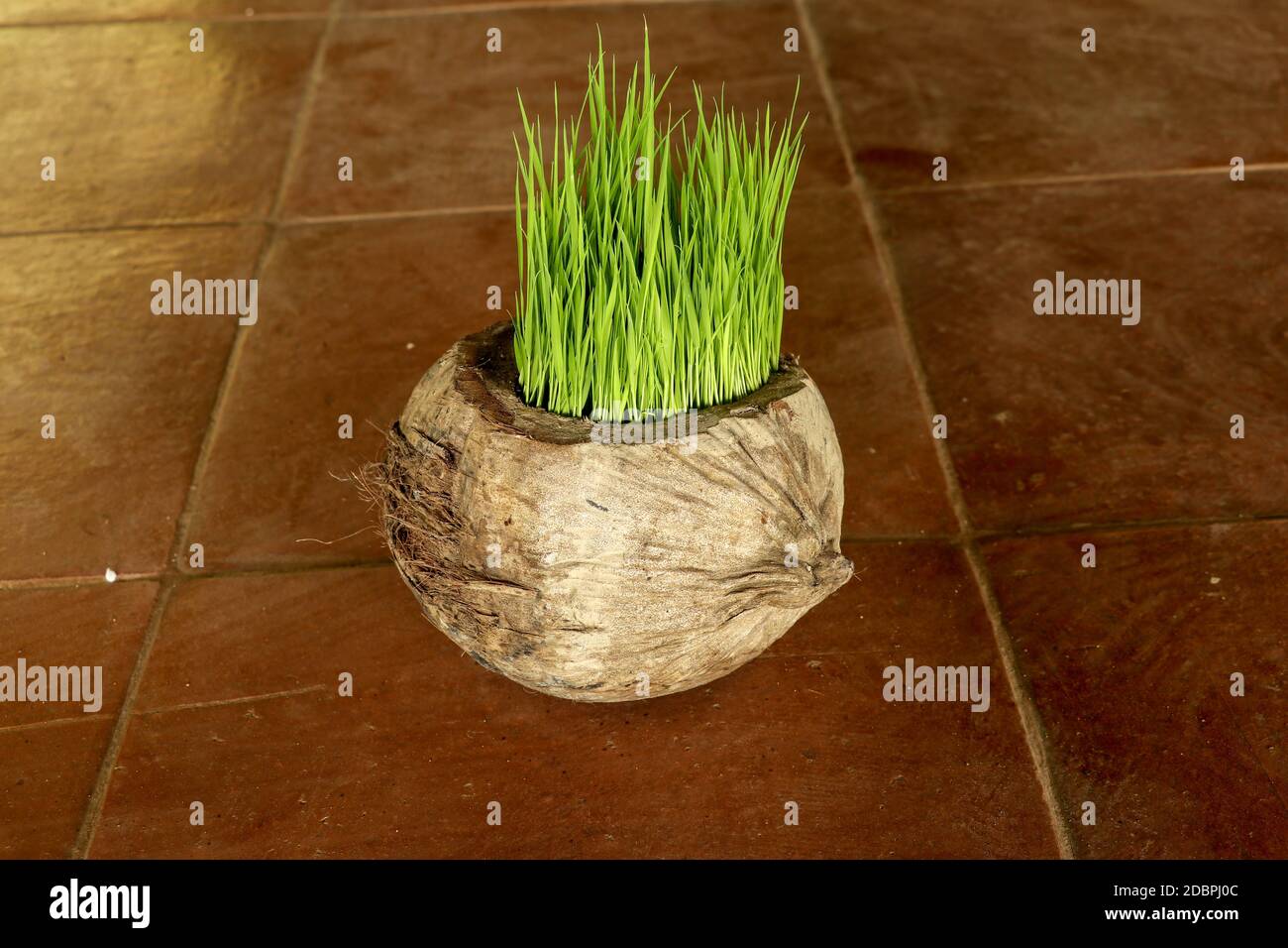 Pflanzen Sprout in Earth Day. Ein Bündel junger Reispflanzen in einem natürlichen Topf aus alter trockener Kokosnuss. Ein neues Leben in Form von Reissämlingen. F Stockfoto