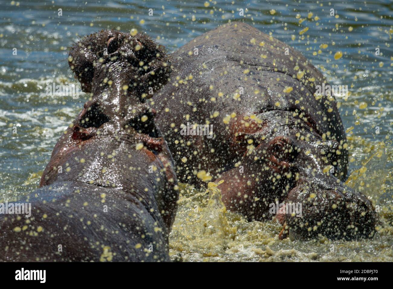 Männliche Flusspferde konfrontieren sich im Spray Stockfoto