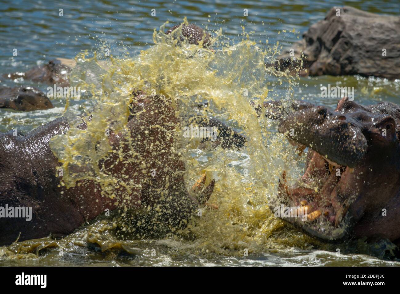 Männliche Flusspferde kämpfen im Wasser mit Spray Stockfoto