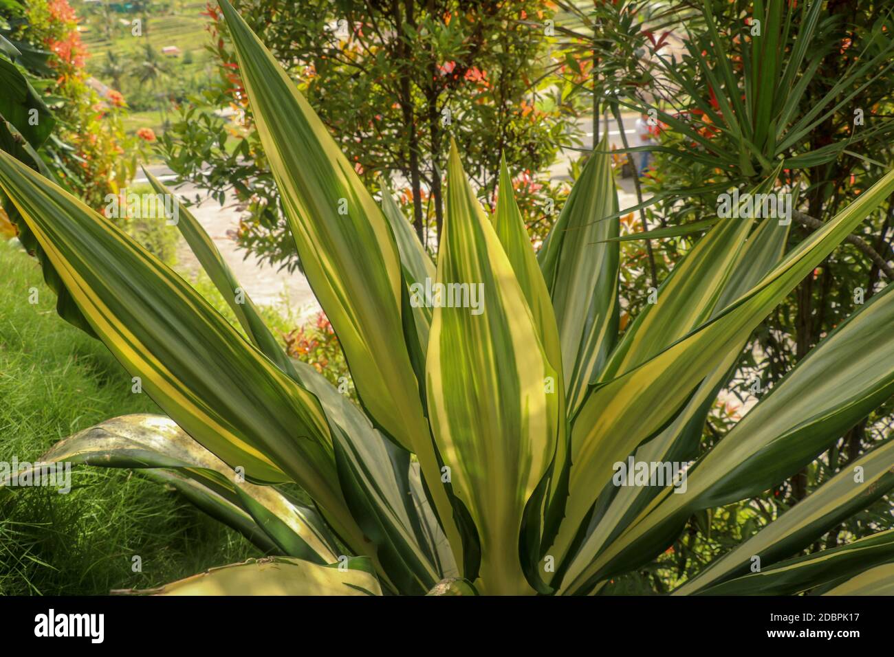 Gelbe und grne Bltter Furcraea foetida. Schne Blume Mauritius-Hanf.  Spitzblattpflanzen, Pflanzen zum Verzieren des Gartens, Botanik.  Wunderschne Garde Stockfotografie - Alamy