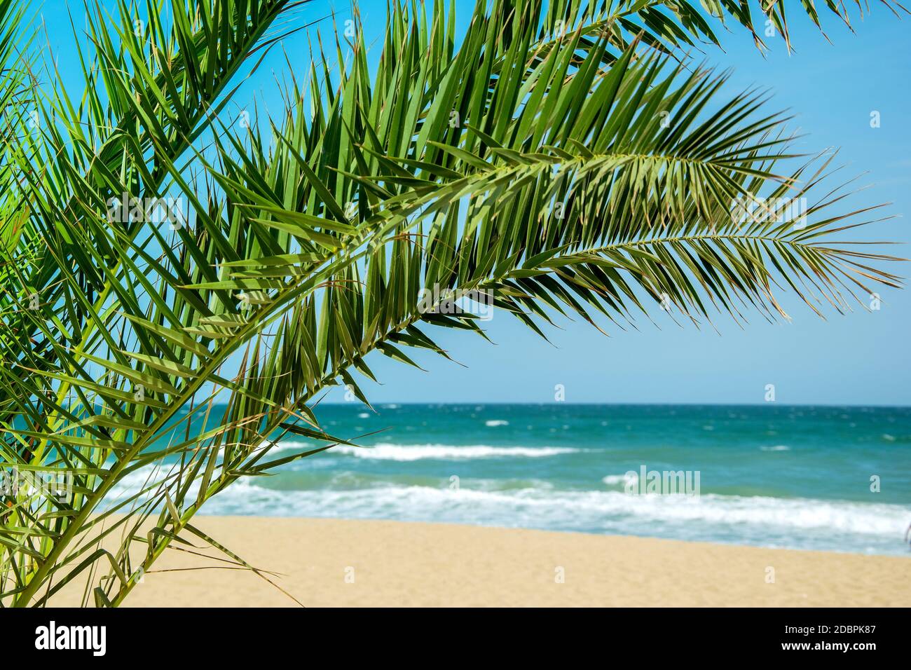 Palmenbaum Laub gegen Seestück im Sommer. Palmenblätter in der Nähe des Meeres. Tropische Küste kopieren Raum Fotografie. Exotische Küste wi Stockfoto