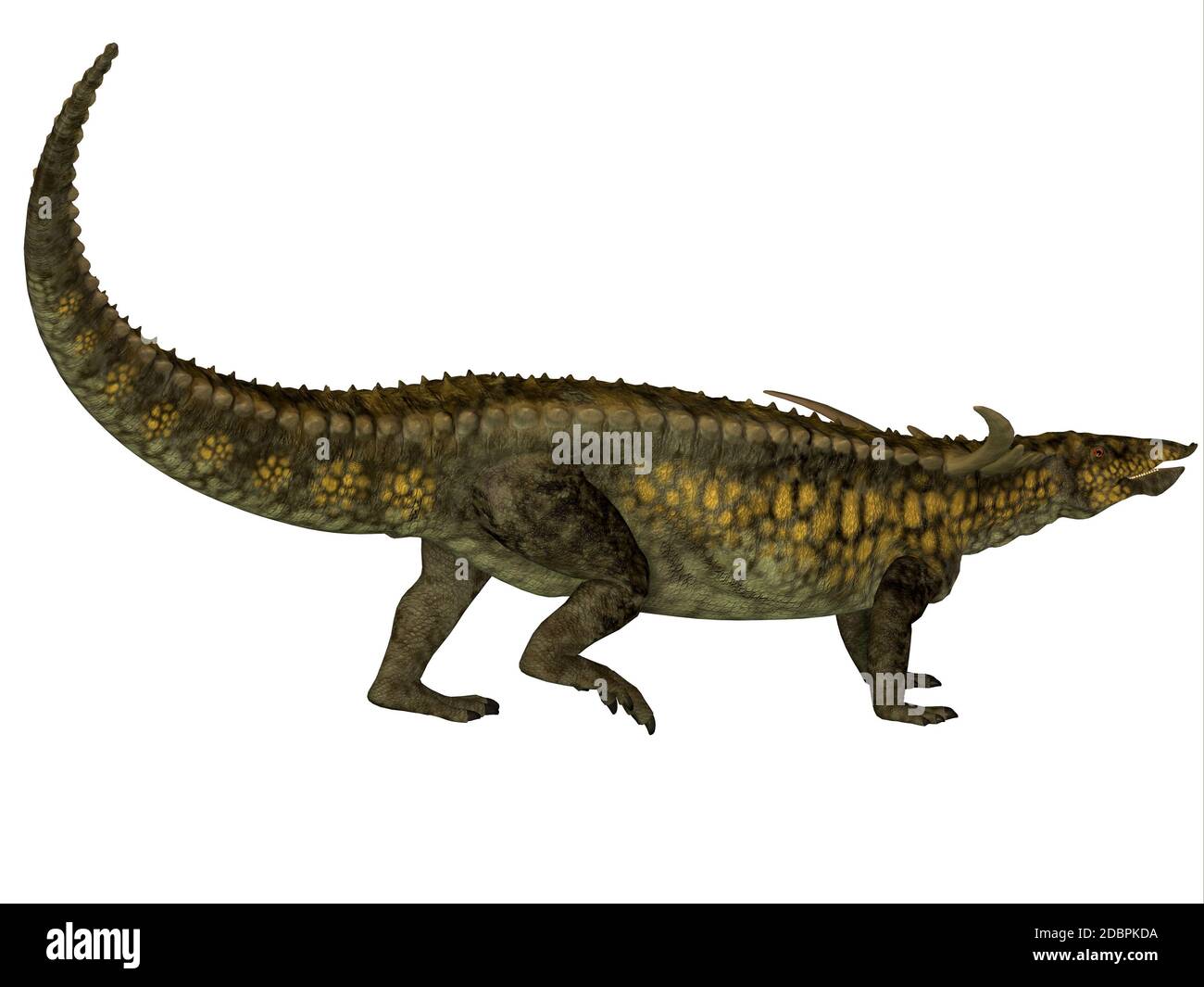 Desmatosuchus war ein Pflanzenfresser mit einem gepanzerten Körper, die in der Trias Zeit von Arizona und Texas gelebt. Stockfoto