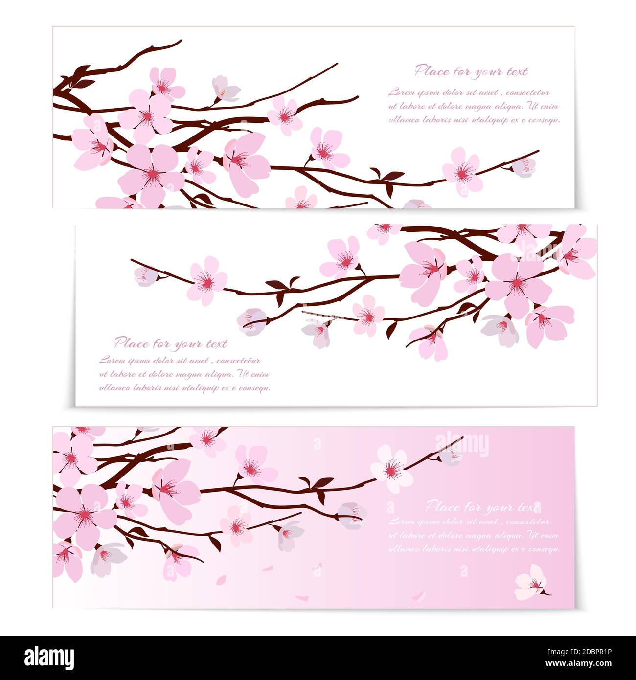 Drei Banner mit frischen rosa ornamentalen Sakura Blumen oder Kirsche Blüte symbolisch für den Frühling auf langen Zweigen auf weiß und Rosa Hintergründe mit Copysp Stock Vektor