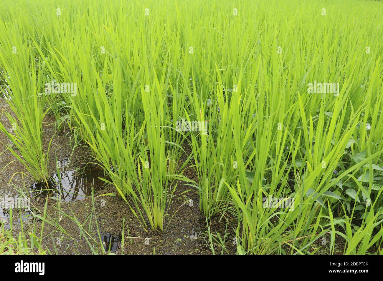 Monochoria hastata, Hyazinthe, kleine violette Blüten, dicht im Strauß verpackt. Die Enden der Blütenblätter sind spiralförmig verdrehte Wrap-Samen, wenn welken. Neben Long Stockfoto