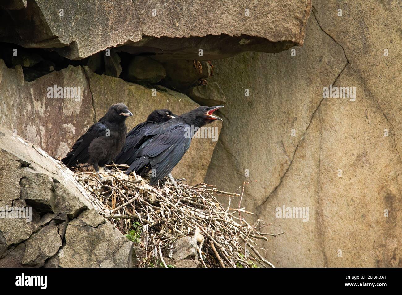 Rabe, corvus corax, Jungküken, die im Berghang auf einem Nest sitzen und darauf warten, gefüttert zu werden. Junger Vogel mit dunklen schwarzen Federn, der mit op Stockfoto