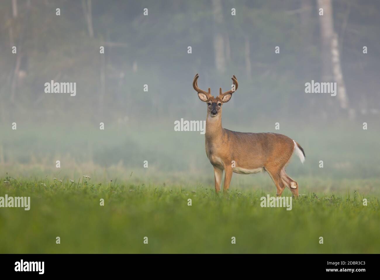 Weißschwanz-Hirsch, odocoileus virginianus, Buck beobachten auf der grünen Wiese im Sommer nebligen Morgen. Wildes Tier im Gras stehend und in Camer schauen Stockfoto