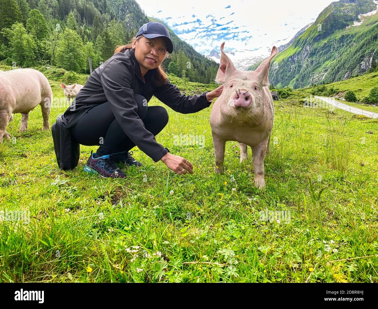 Vertrauendes Schwein auf der Weide, Freilandtier zu streicheln Stockfoto