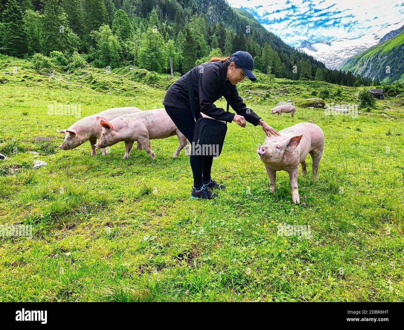 Vertrauendes Schwein auf der Weide, Freilandtier zu streicheln Stockfoto