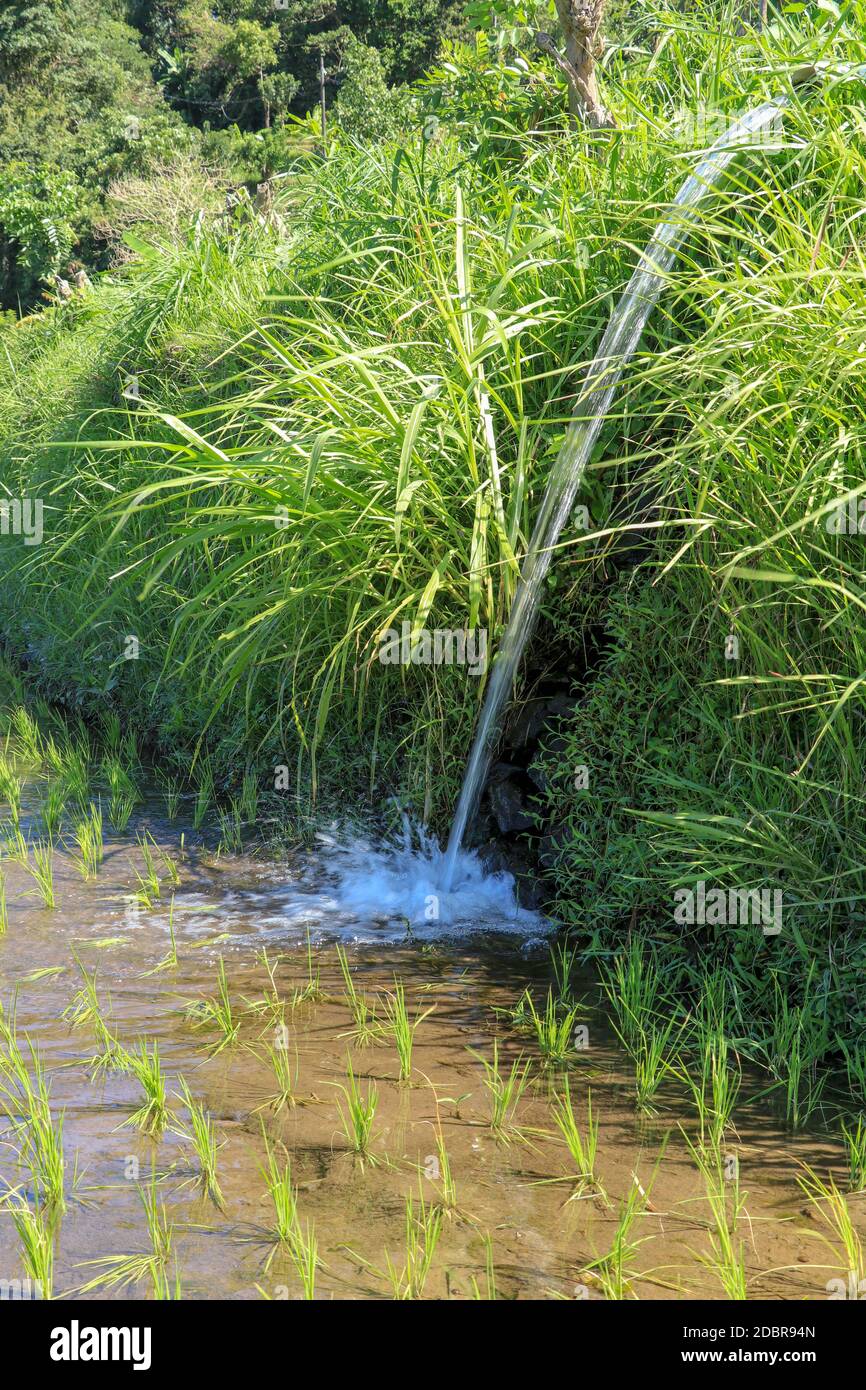 Wasser fließt aus Bewässerungsrohr an einem indischen Reis Reisfeld Landwirtschaft Kulturpflanzen, grüner Hintergrund mit Kopieplatz. Stockfoto