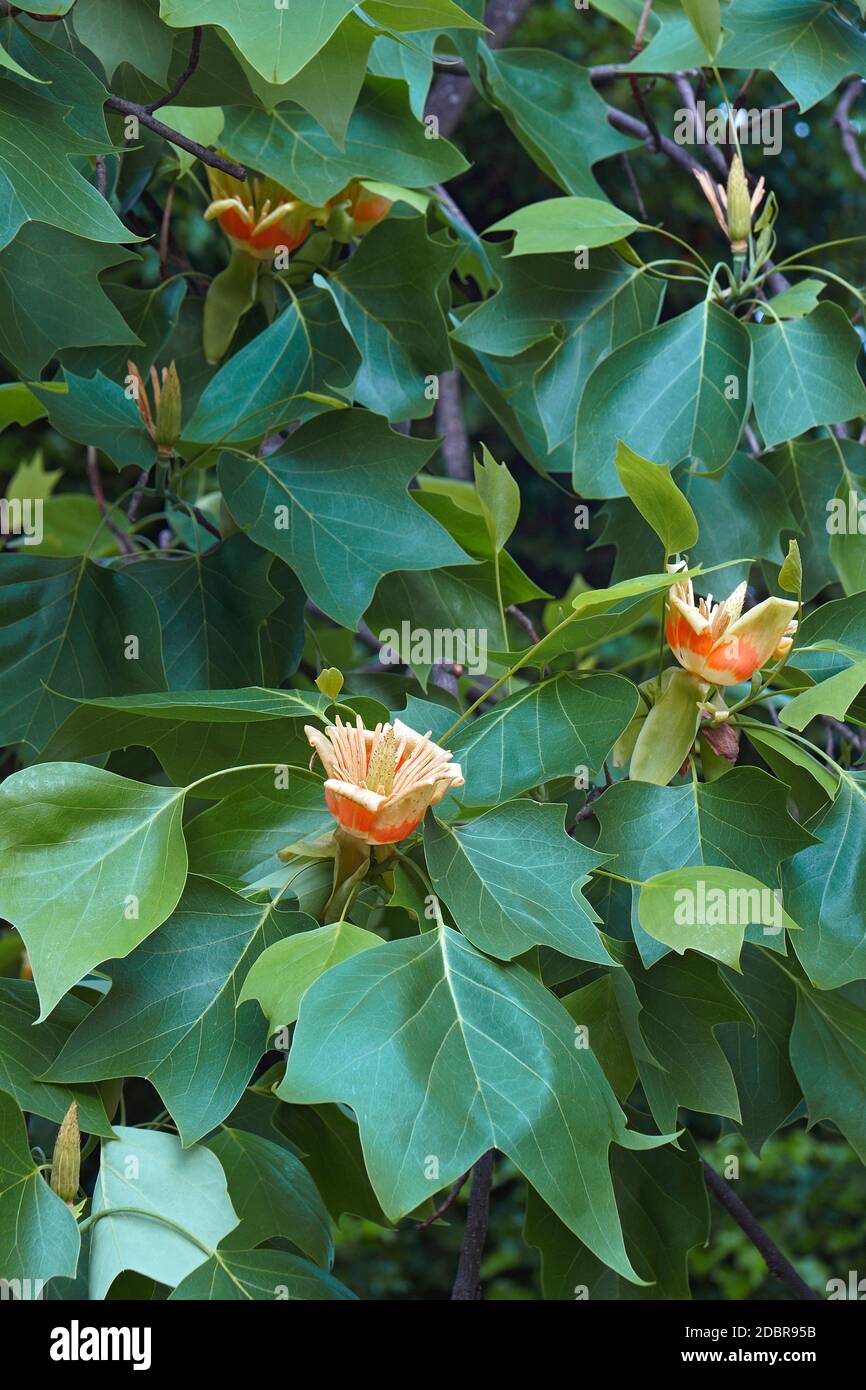 Tulpenbaum (Liriodendron tulipifera). Genannt Tuliptree, American Tulip Tree, Tulip Poplar, Yellow Poplar, Whitewood und Fiddle-Tree auch Stockfoto