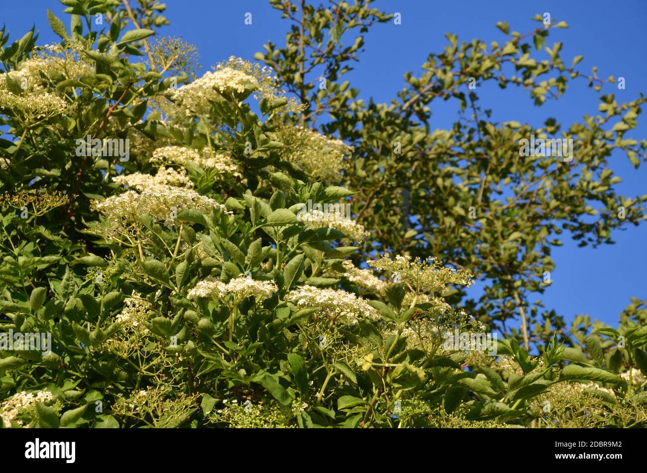 Holunderbaum mit weißen Blüten Stockfoto