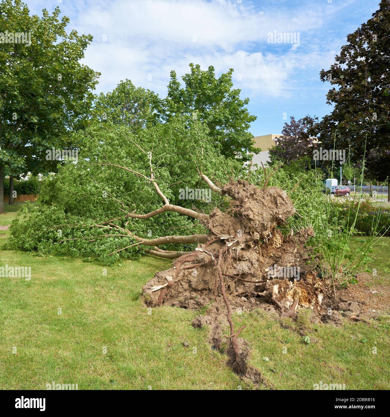 Gefallener Baum nach einem schweren Sturm im Zentrum von Magdeburg in Deutschland Stockfoto