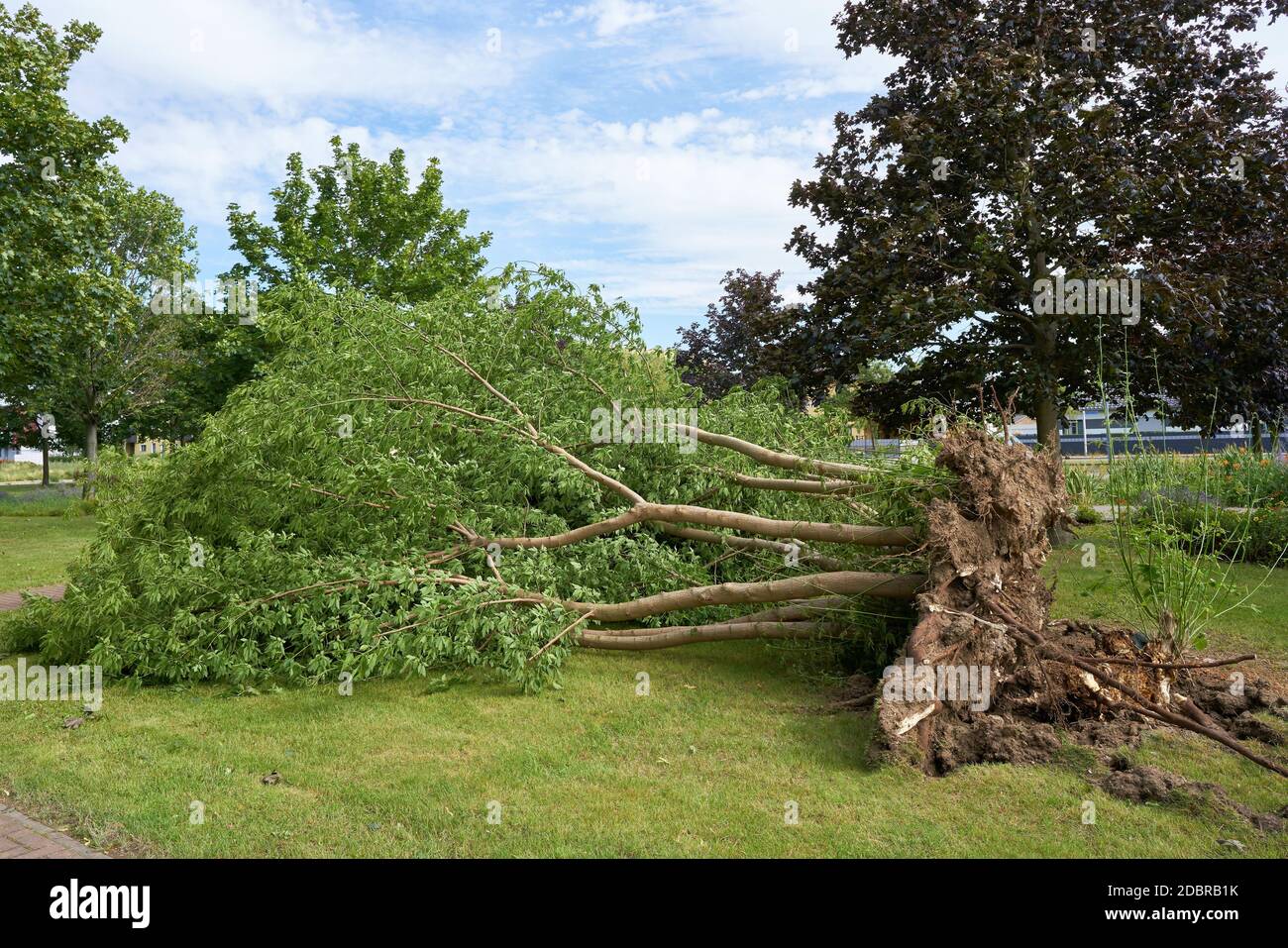 Gefallener Baum nach einem schweren Sturm im Zentrum von Magdeburg in Deutschland Stockfoto