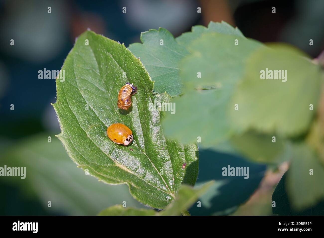 Frisch geschlüpfter Marienkäfer mit leerem Puppenkoffer auf einem Blatt Stockfoto