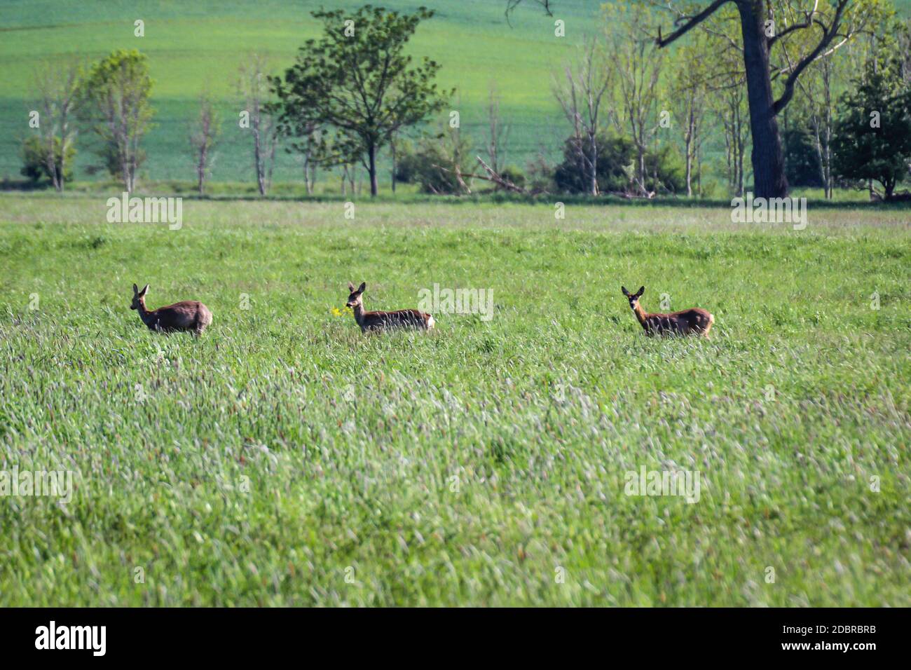 Eine Gruppe von Hirschen grast auf einer Wiese. Stockfoto