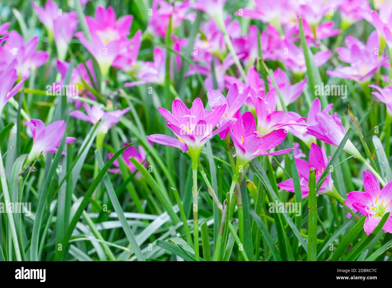 Regen Lily, Fairy Lily, kleinen Hexen Blume im Garten Stockfoto