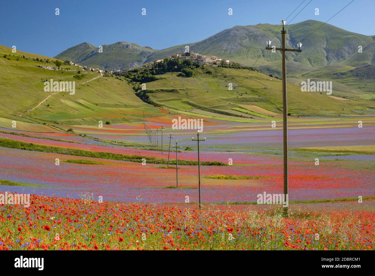 Castelluccio di Norcia, Italien - Juli 2020: Ein wunderschönes Tal voller Linsen, Mohnblumen und Kornblumen Stockfoto