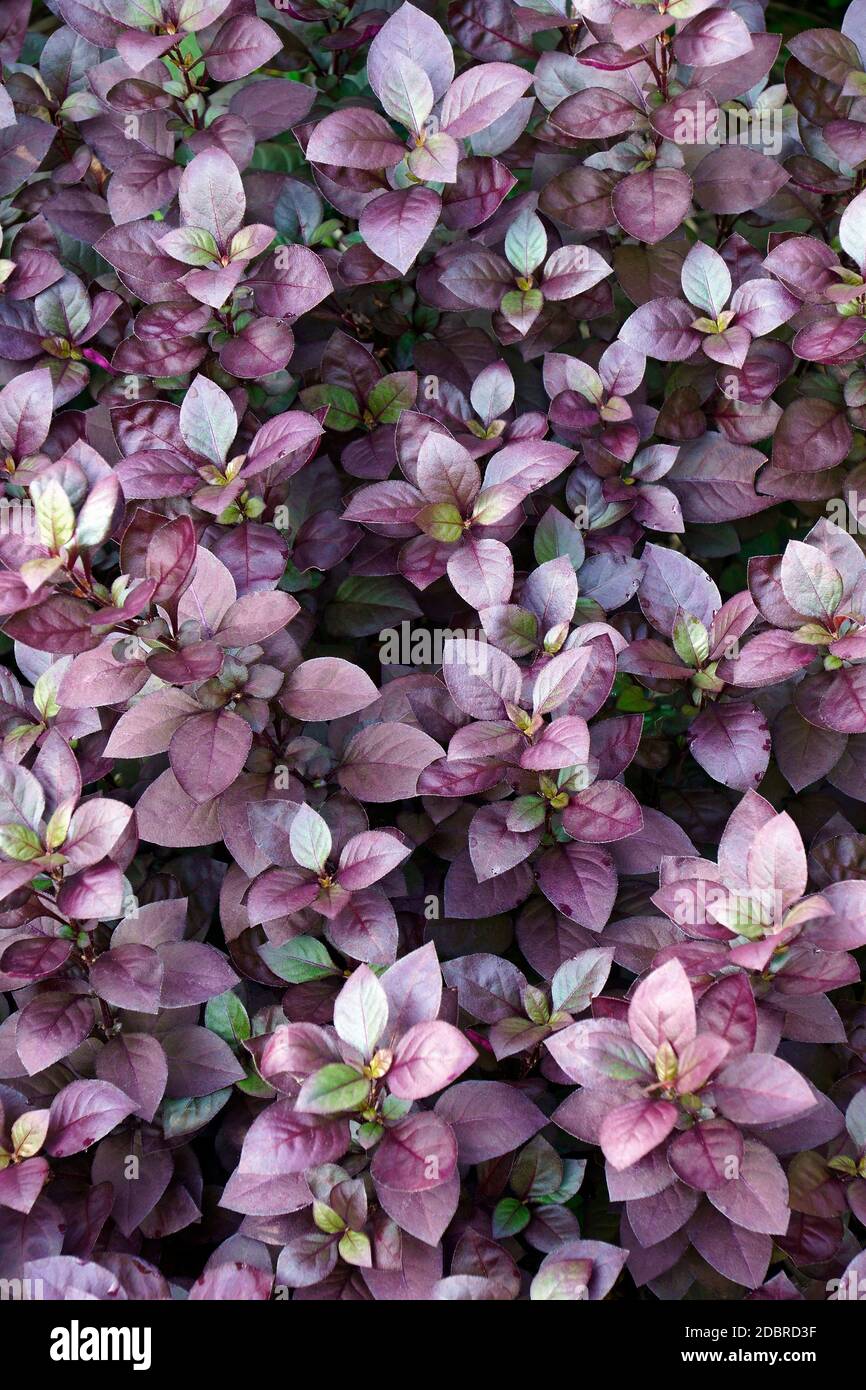 Purple Prince Joyweed (Alternanthera brasiliana 'Purple Prince'). Brasilianische joyweed auch genannt. Stockfoto