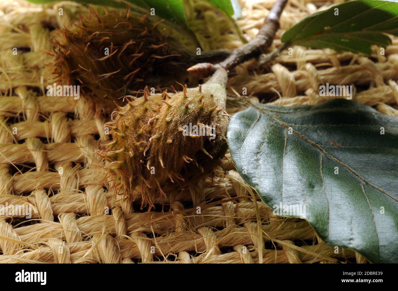 Buche Samen auf dem Ast Stockfoto