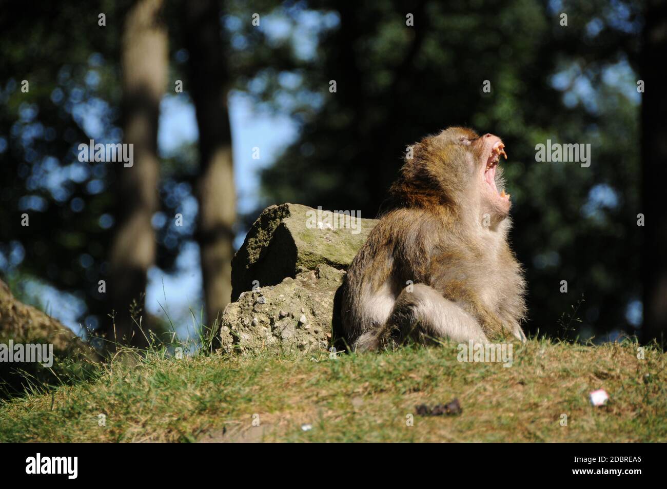 Affe Stockfoto