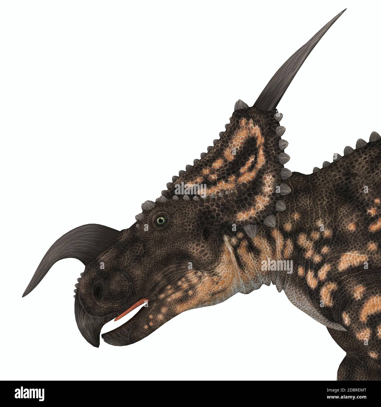 Einiosaurus war ein Pflanzenfresser Exklusivmerkmal Dinosaurier, der in der Kreidezeit Alter Montana, Nord-Amerika lebte. Stockfoto