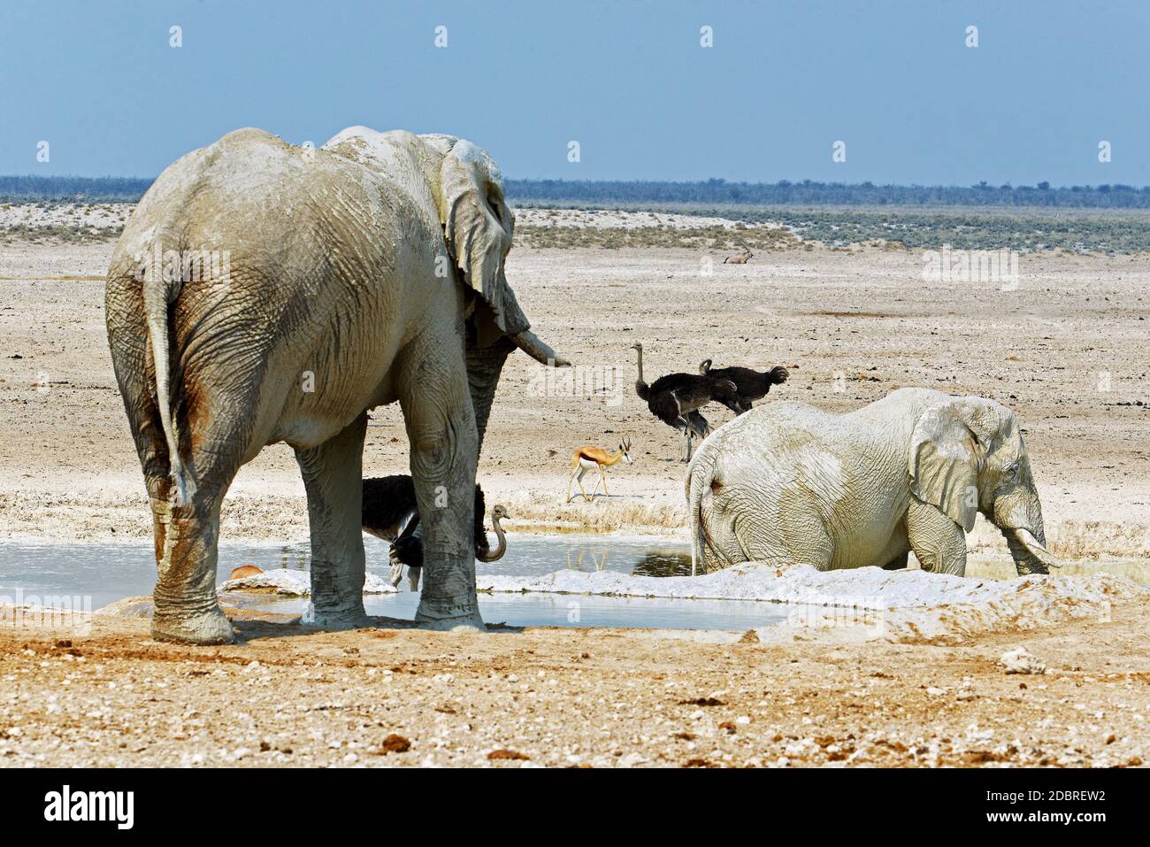 Wüstenelefanten im Etosha National Park in Namibia Stockfoto