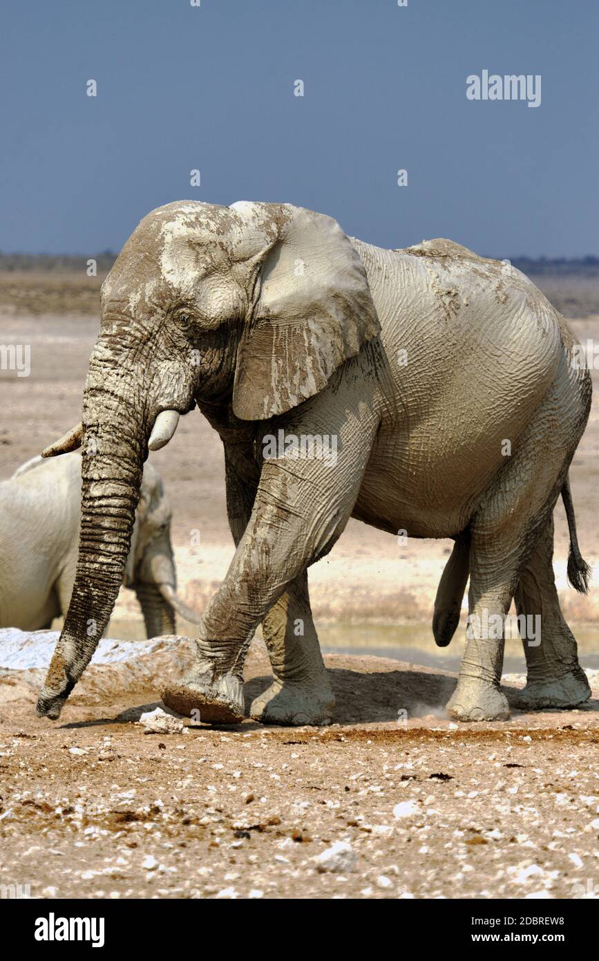 Wüstenelefanten im Etosha National Park in Namibia Stockfoto